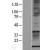 Western Blot: S100A1 Lysate [NBL1-15647] - Western Blot experiments. 
Left-Control; Right -Over-expression Lysate for S100A1